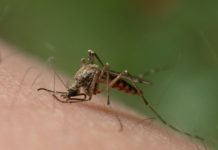 Dengue : entre aggravation et confusions Paludisme, Mayotte