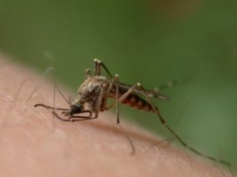 Journée mondiale contre le paludisme : à Mayotte, la plupart des cas sont importés Paludisme, Mayotte
