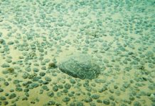 Ces richesses sous-marines tant convoitées