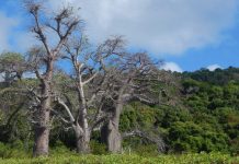 L’interco du Sud chatouillée par la Cour des Comptes