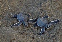 A Saziley le comptage des tortues en sursis faute de financements