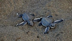 Une émergence de tortues comme on en voit beaucoup à Saziley