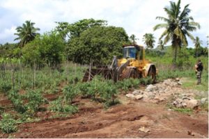 Destruction de plants de tomates