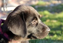 «Mayotte», une chienne destinée à devenir guide de malvoyants, devient la mascotte d’une entreprise aérospatiale de la Côte d’azur