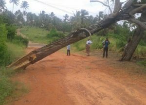 Un enfant écrasé par la chute d'un arbre dans un village du Mozambique