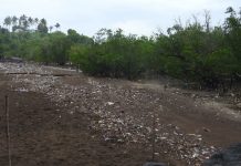 Des décisions pour éviter l’asphyxie des mangroves