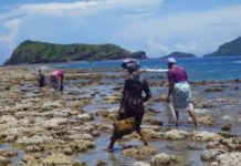 Les pêcheurs à pied de Mtsahara décident, eux aussi, de protéger les poulpes