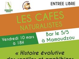 Tout savoir sur les reptiles et amphibiens de Mayotte: Un Café-Naturalistes ce vendredi soir