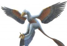 La découverte de fossiles d’oiseaux atteste d’une consommation très ancienne de mabawas à Mayotte