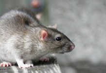Les coupures d’eau dans le sud ont eu un impact significatif sur l'impressionnant pic de leptospirose