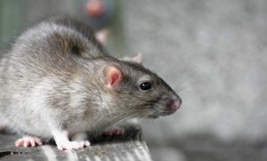 La leptospirose est notamment transmise par l'urine des rats