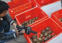 Madagascar: 230 tortues endémiques en voie de disparition saisies à l’aéroport de Tananarive