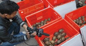 230 tortues saisies à Ivato (Photo: L'express de Madagascar)