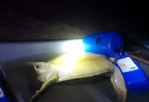 Deux braconniers de tortues arrêtés avant de passer à l’acte
