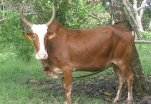 Fièvre aphteuse : campagne de vaccination gratuite pour le bétail