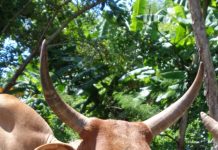 Une étude internationale pour mieux déceler les maladies du bétail mahorais