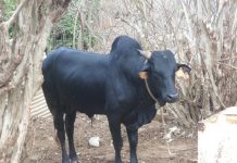 Un nouveau cas humain de fièvre de la Vallée du Rift