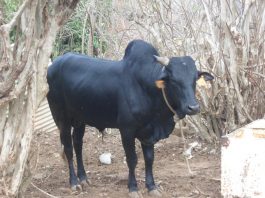 Un nouveau cas humain de fièvre de la Vallée du Rift