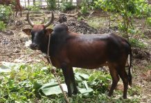 Le lycée de Coconi touché par la fièvre de la Vallée du Rift, des aides aux éleveurs existent