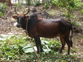 Le lycée de Coconi touché par la fièvre de la Vallée du Rift, des aides aux éleveurs existent