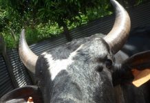 Les espèces de zébus, chèvres et moutons de Mayotte sont menacées: des scientifiques tentent de les préserver PAC, DAAF, Mayotte