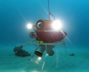 Flipper, venu aspirer des coquillages du lagon (Photo: Bruno Garel / CNRS / AFB / Université de Montpellier)