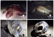 Braconnages de tortues le weekend dernier: l’ONG Sea Shepherd lance une opération «Nyamba»