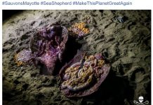 Une équipe de l’ONG Sea Shepherd attaquée et sa voiture brûlée à Moya lors d’une opération anti-braconnage