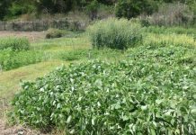 Agriculture : les parlementaires ultramarins inquiets d’une possible baisse du POSEI POSEI, Omarjee, Mayotte, RUP