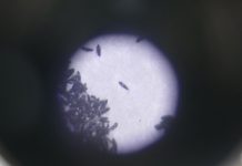 Face aux 152 cas de dengue et aux risques d’entrée du paludisme, l’ARS se mobilise