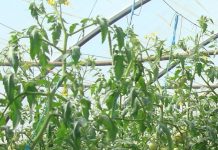 Tomates contaminées : ce que le consommateur Mahorais doit savoir