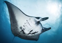 Report de la 26ème édition du festival de l’image sous-marine