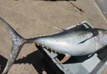 Exclusif, les séismes sont bien liés au pétrole !