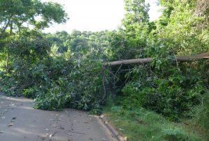 Un arbre coupé barrait la route à Koungou