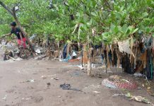 La prévention mangrove expliquée aux scolaires avec la convention « Mon école, ma mangrove »