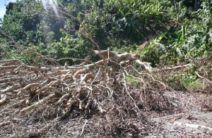 Un très vieux manguier en travers de la route à Longoni