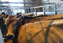 12 vaches jersiaises ont atterri à Mayotte