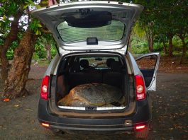 Des braconniers envoyés à Majicavo