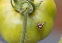 RITA Junior : Une journée d’innovations agricoles pour les lycéens de Coconi
