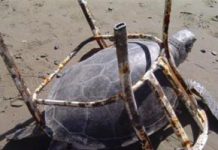 Une journée pour nettoyer Mayotte de tous ses déchets !