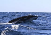 Trois bonnes raisons de chercher les baleines dans le lagon