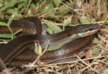 Un projet pour sauver la couleuvre de Mayotte