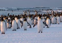 Les TAAF candidates au patrimoine mondial de l'UNESCO