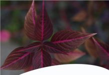 Conférence du CUFR : "Cohérence cardiaque et bien être en situation éducative"