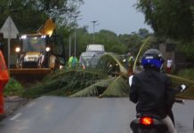 Par précaution, la DEAL abat un cocotier