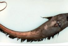 Poissons au parfum sulfureux : l’enquête est lancée