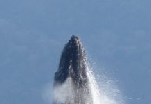 Observation des mammifères marins : entre plaisir et protection, le juste milieu donné par la règlementation