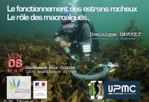 Conférence sur les macroalgues au Centre universitaire ce vendredi