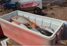 Contrôle CODAF : 680kg de poisson saisis