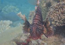 « La rencontre » au 25ème Festival de l’Image sous-marine